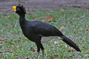 Все про птаха big cleax Все про птаха big cleax